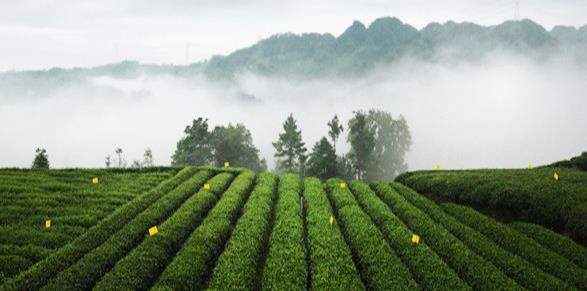 中国的四大茶叶产区