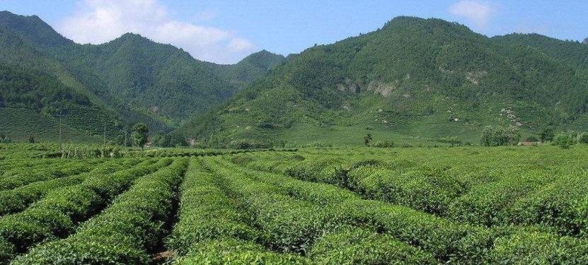广东大叶青属于什么茶？产地在哪儿？