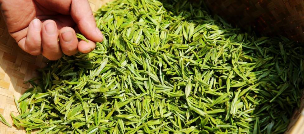 制作绿茶的工艺过程，绿茶是怎么制作成干茶的？