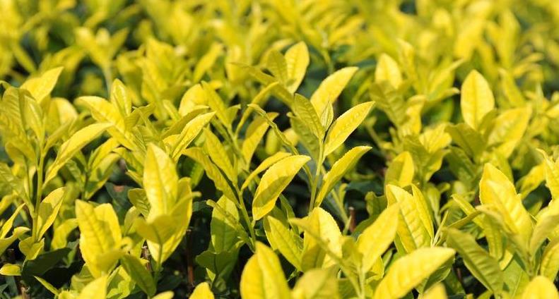 黄茶的制作工艺流程与步骤详解，黄茶的关键工艺是什么？