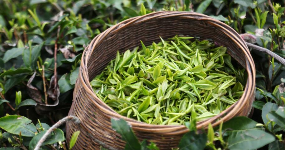 绿茶的功效与作用都有哪些?饮茶的好处。