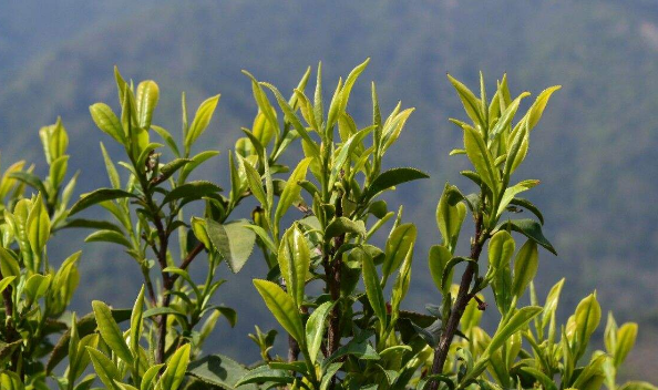 霍山黄芽茶的制作工艺有哪几道工序