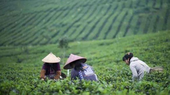 广东大叶青茶是什么茶，属于什么茶类