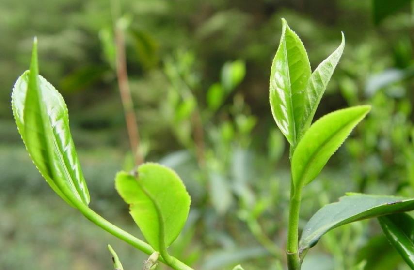 龙井茶树是什么树种