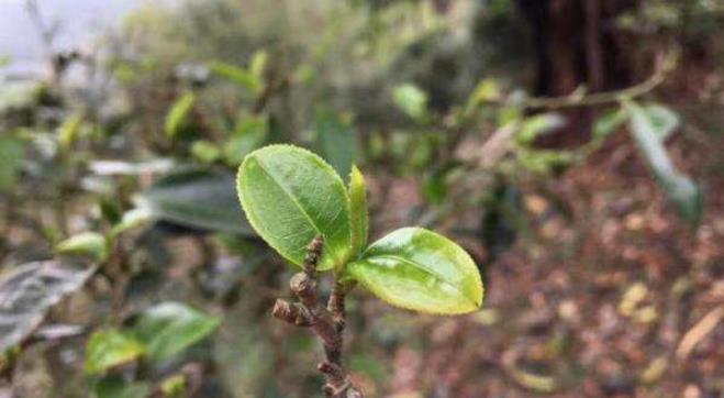 普洱茶大叶种和小叶种有哪些区别