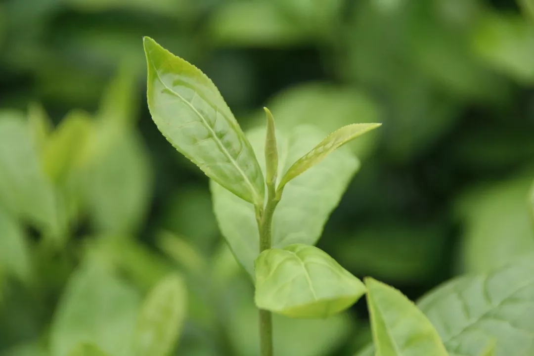 茶树新品种“中茶111”