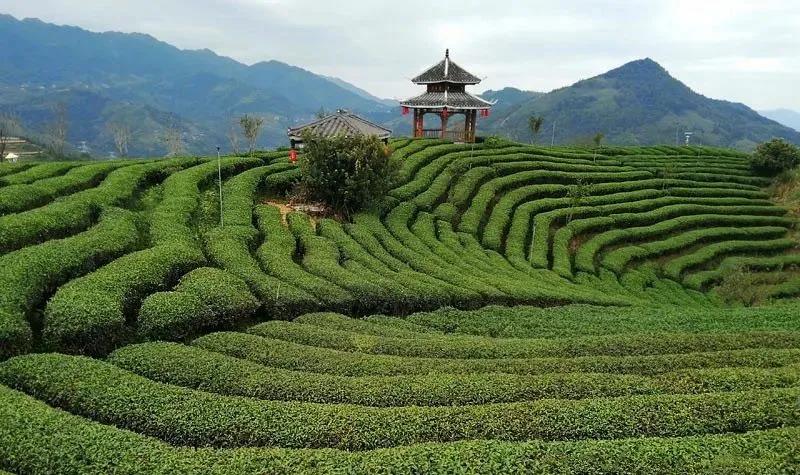 广西：茶产业2025年力争实现产值700亿元
