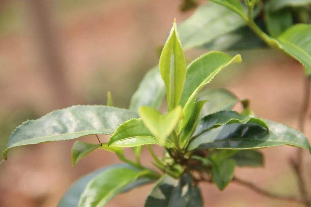 茶树和六大茶类有什么关系，为什么茶叶有多种颜色，而茶树却是绿色