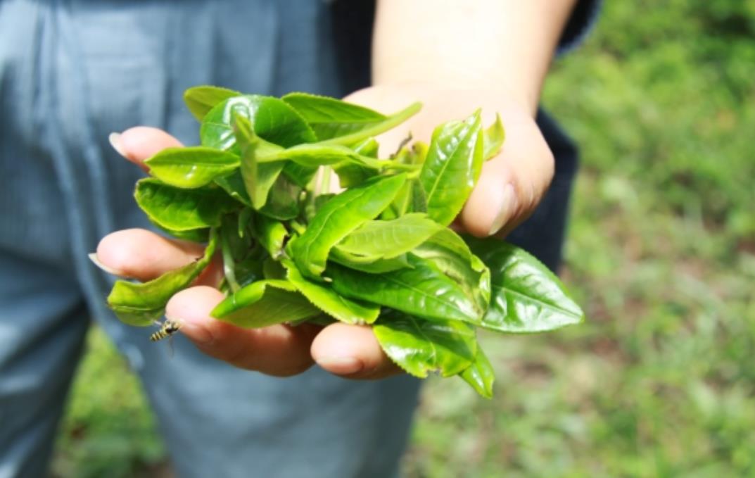 茶叶适合在什么环境下生长