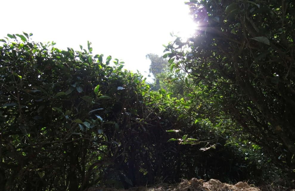 水金龟茶树图片