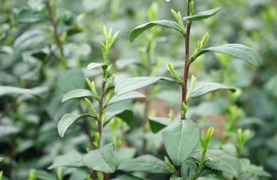 茶树品种类型以及特点介绍