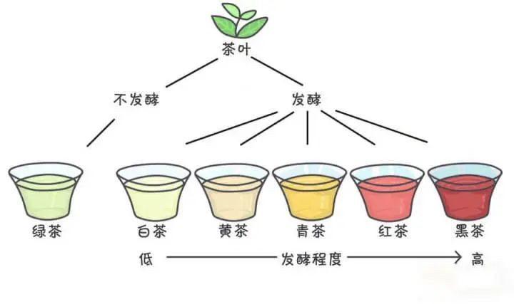 六大茶类分布在各大群山，特色也各不相同
