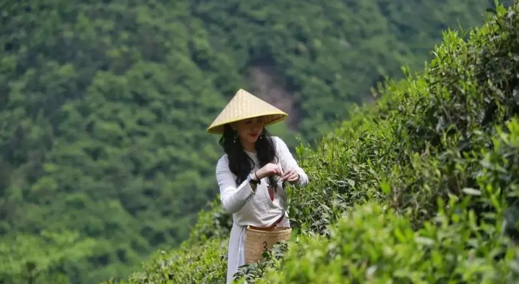 摘茶叶一天能摘多少斤