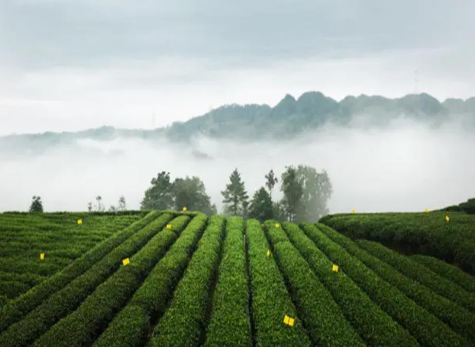 四川种植茶的优势有哪些