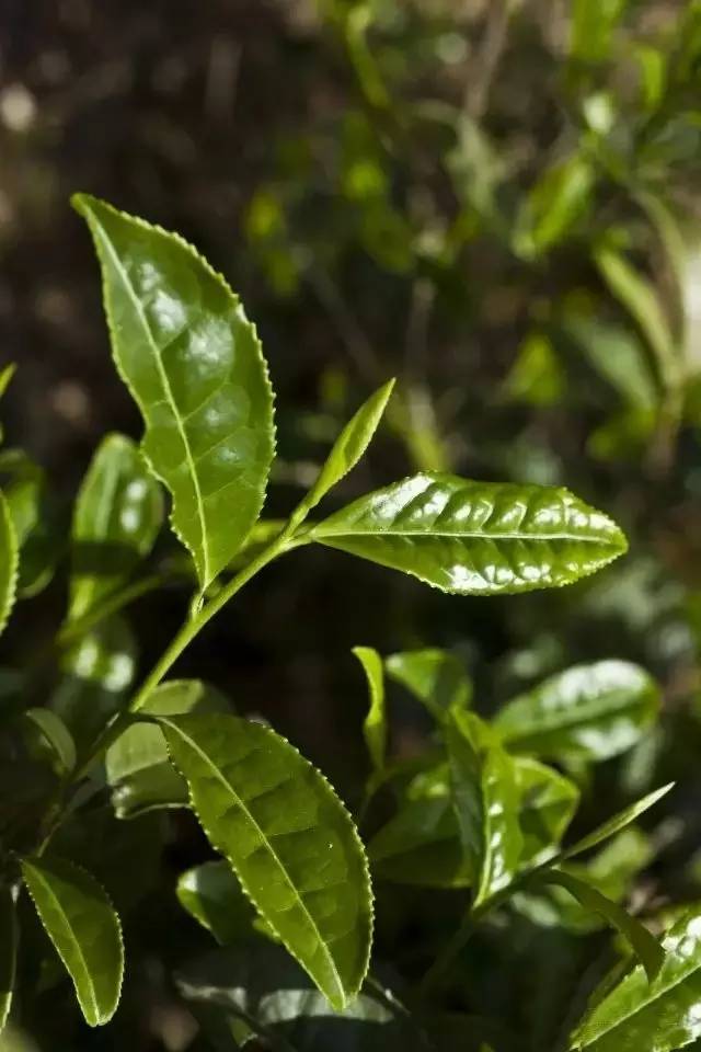 茶树品种百科——百岁香