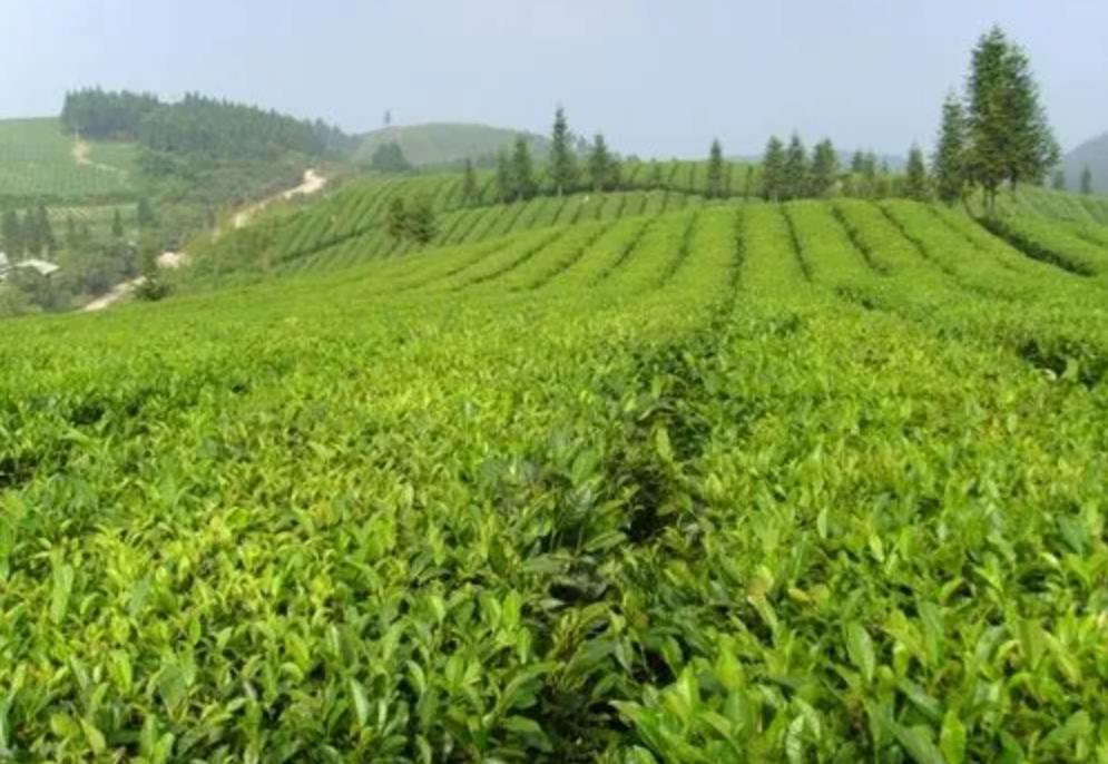 茶树品种百科——都匀毛尖