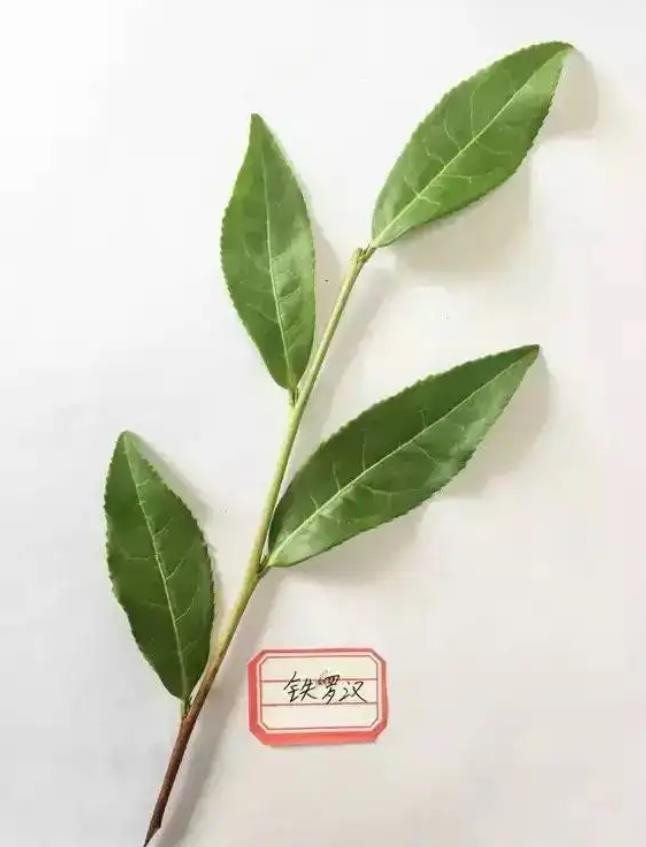 茶树品种百科——铁罗汉
