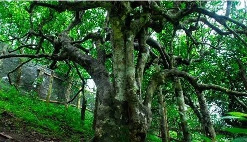 1995年南糯山800年栽培型“茶树王”的死亡