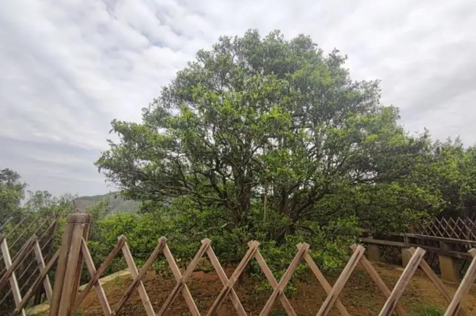 凤凰山大庵宋种茶树,400多年树龄