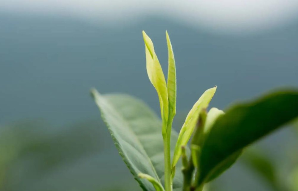安吉白茶-白叶一号茶树