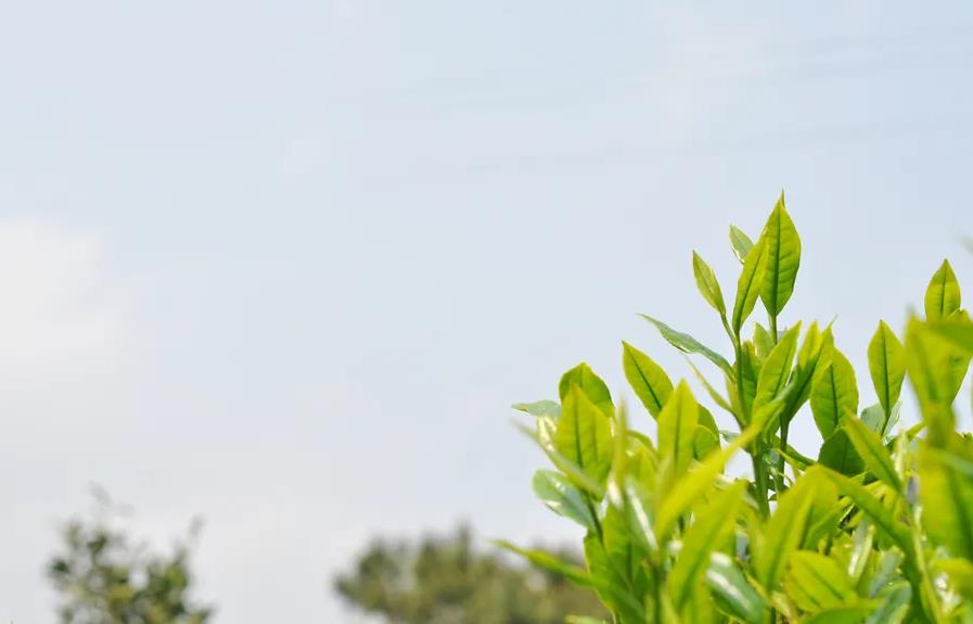 秋季生产的绿茶有什么特点
