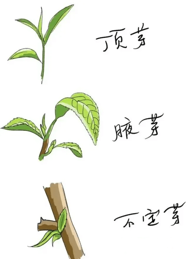 茶树芽