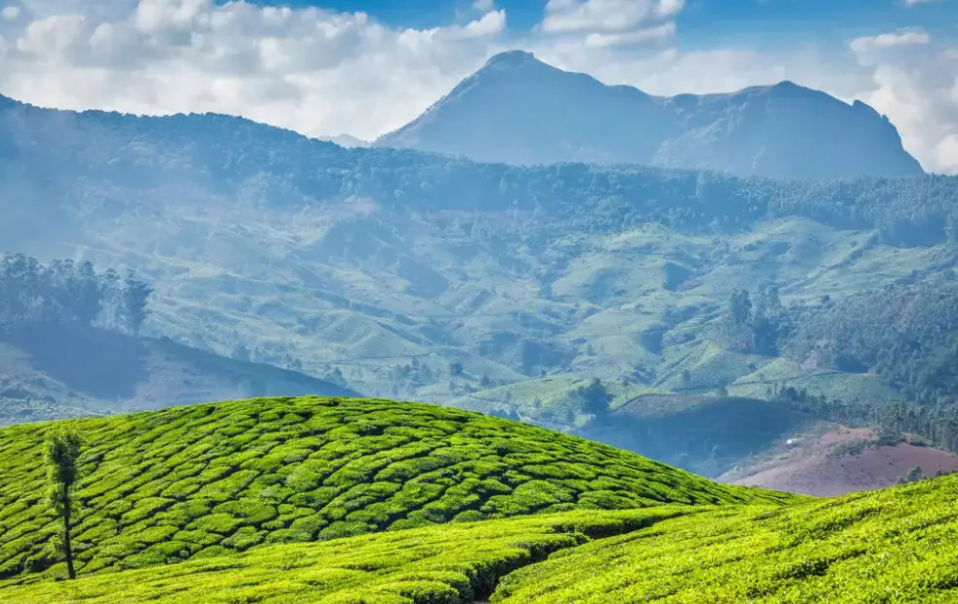 世界80%的茶叶，产自这几个国家