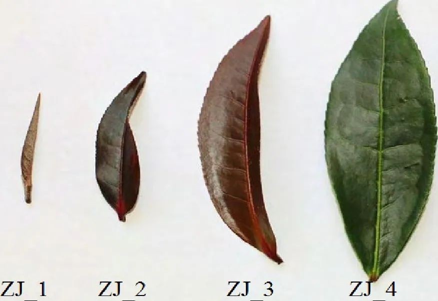 紫娟茶树叶片不同发育阶段色泽变化情况（从左至右依次为紫色芽，深紫色第二叶，紫红色开面叶，深绿色成熟叶）