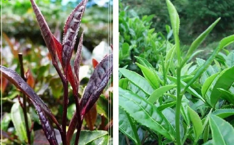 紫鹃茶品种和普通绿茶品种
