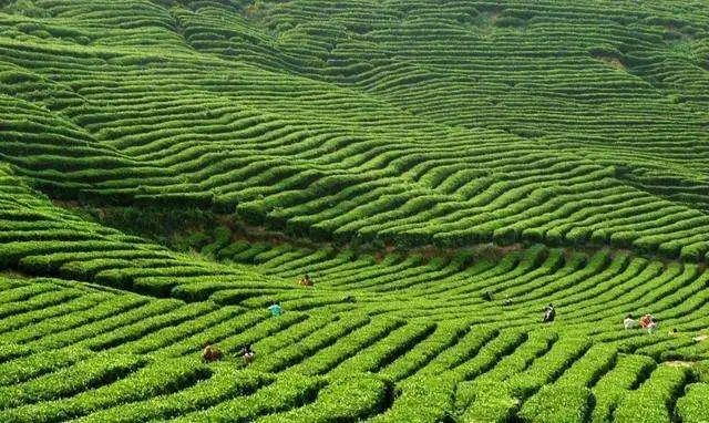 中国茶叶：谁是第一大省？