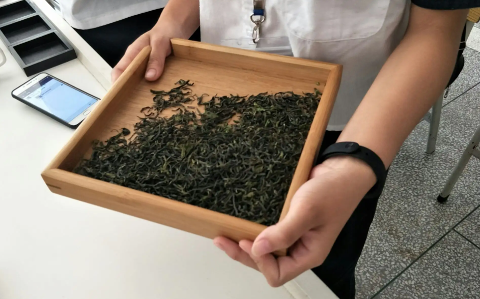 客家绿茶是什么茶