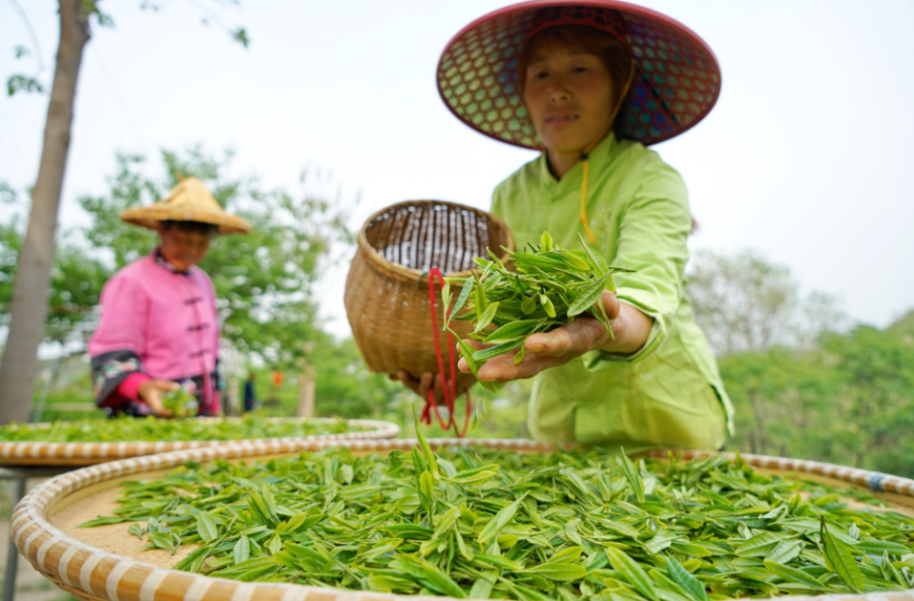 5月7日，临城县东篱茶园的工人将采摘的茶叶铺开，准备晾晒。新华社记者 牟宇 摄