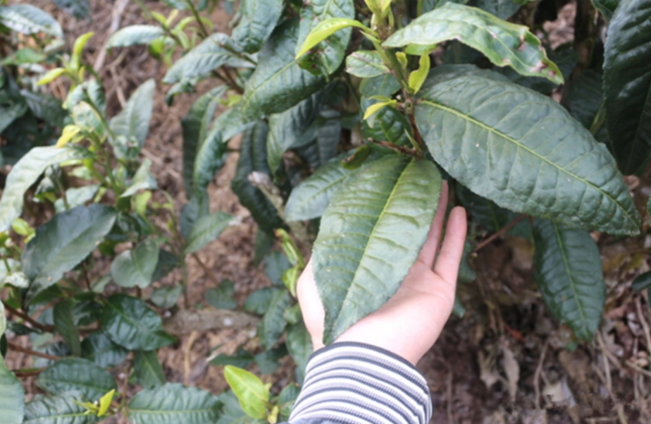 栽培型茶树叶片