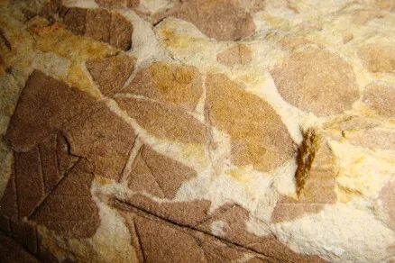 普洱茶化石：宽叶木兰化石